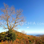 Passaggiata sul monte Epomeo